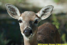 doe closeup