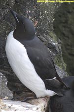 Brunnich's guillemot