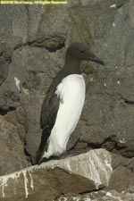 common guillemot