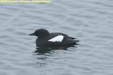 black guillemot swimming