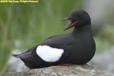 black guillemot