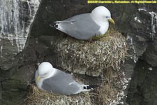 kittiwakes on nests