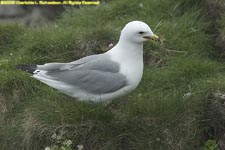 kittiwake with nesting material