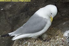 kittiwake with egg