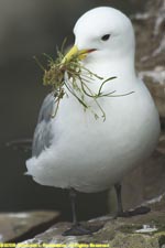 kittiwake with nesting material