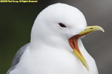 kittiwake screeching