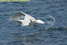 adult glaucous gull taking off