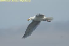 adult glaucous gull in flight