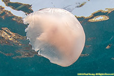 jellyfish