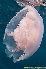 jellyfish