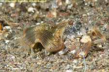 hermit crab anemone