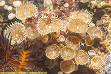 zoanthids