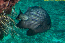 copepod on damselfish