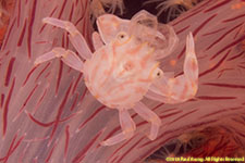 porcelain crab