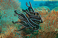 crinoid