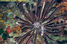 crinoid