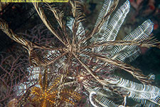 crinoids