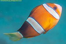 clownfish