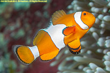 clownfish