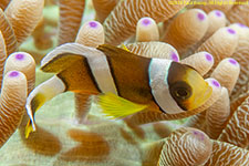 clownfish