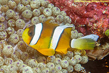 clownfish