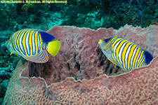 angelfish