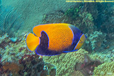 angelfish