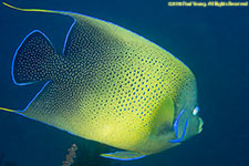 angelfish