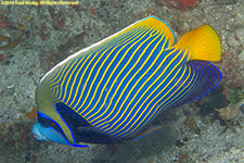 angelfish