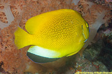 angelfish