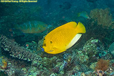 angelfish