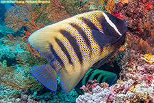 angelfish