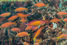 anthias