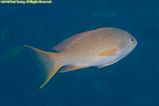 anthias