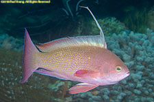 anthias