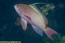 anthias