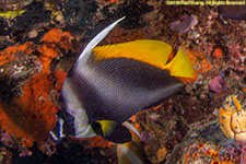 bannerfish