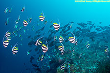 schooling bannerfish