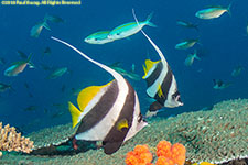 bannerfish