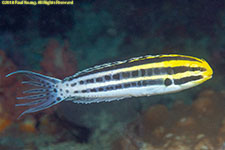 fangblenny