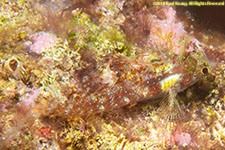 blenny