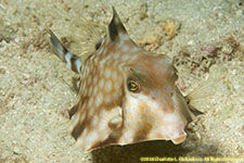 trunkfish