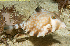 trunkfish