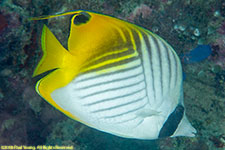 butterflyfish