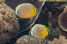 butterflyfish