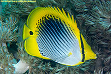 butterflyfish