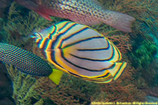 butterflyfish