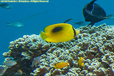 butterflyfish