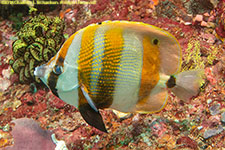 butterflyfish