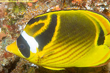 butterflyfish